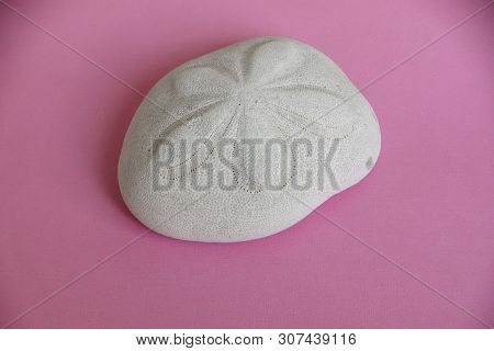 A Sea Biscuit On A Pink Background.