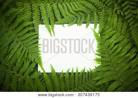 Green Polypody Fern. Midsummer Day Background With Free Space