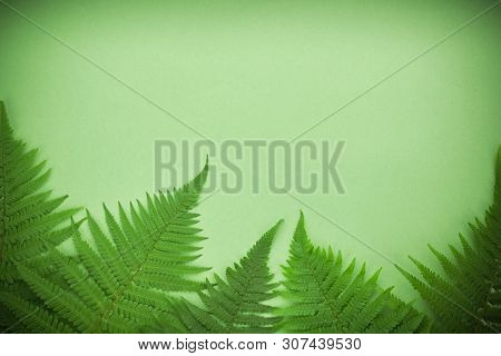 Green Polypody Fern. Midsummer Day Background With Free Space
