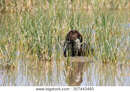 Pointing Griffon  In The Water Retrieving A Duck During A Test