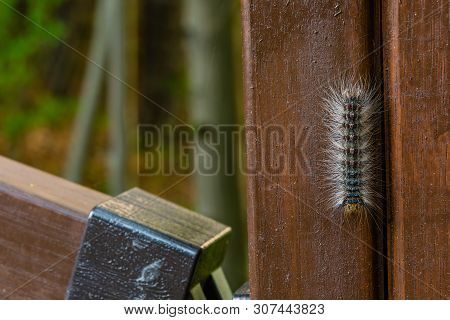 Caterpillar With Red And Blue Markings