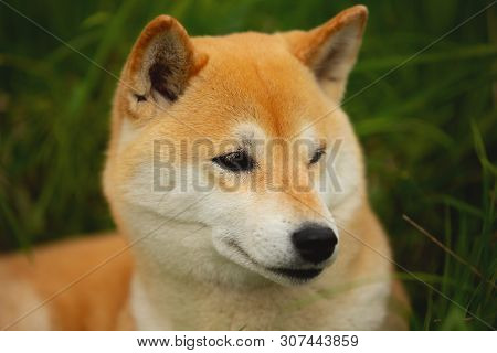 Beautiful Red Shiba Inu. Japanese Small Size Dog Or Japanese Turf Dog. Close-up Portrait