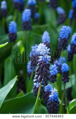 Purple Flower Grape Hyacinth Muscari Latifolium, An Unusual Variety Of Spring Bulb With Two Tone Pur