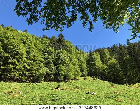 Pastures And Mixed Forests In The Valley Of Wagital Or Waegital And By The Alpine Lake Wagitalersee 