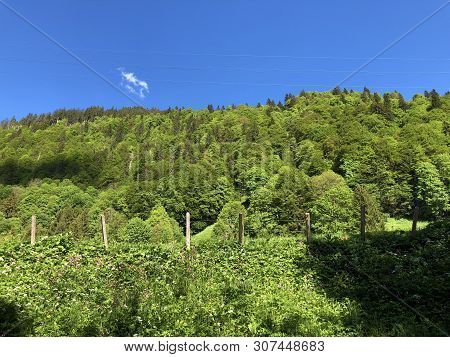 Pastures And Mixed Forests In The Valley Of Wagital Or Waegital And By The Alpine Lake Wagitalersee 