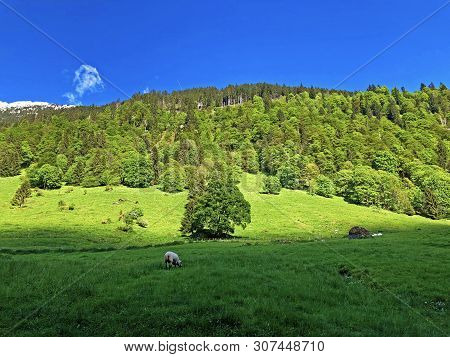 Pastures And Mixed Forests In The Valley Of Wagital Or Waegital And By The Alpine Lake Wagitalersee 