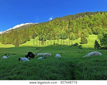 Pastures And Mixed Forests In The Valley Of Wagital Or Waegital And By The Alpine Lake Wagitalersee 