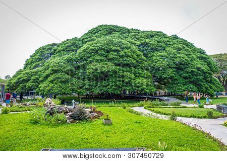 Kanchanaburi, Thailand - April 28, 2019 : A Giant Rain Tree (chamchuri Tree), Kanchanaburi District,