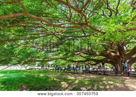 Kanchanaburi, Thailand - April 28, 2019 : A Giant Rain Tree (chamchuri Tree), Kanchanaburi District,