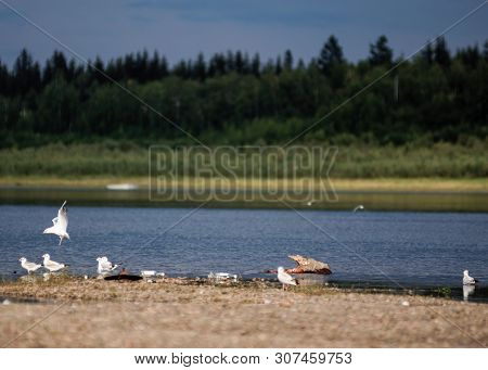 Wild Northern White Birds Seagulls Sit On The Bank Of The Viluy River In Yakutia On The Background O