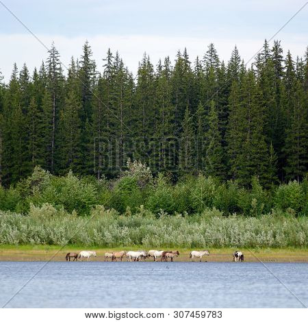 A Herd Of Light Yakut Horses Is Feeding On The Banks Of The Northern River Vilyu On The Background O