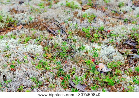 Natural Background. Bright Red Berries Cranberries On Bushes With Green Leaves Grow On White Moss, M