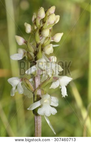 Common Fragrant Orchid - Gymnadenia Conopsea 
White Form