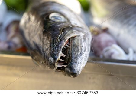 Close Up On Barracuda Teeth. Sea Fresh Fish Barracuda At Street Food Market . Seafood Concept. Raw B