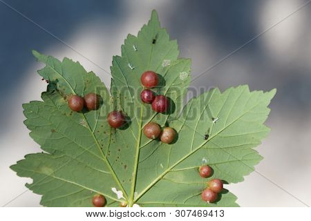 Plant Gall Oft He Gall Wasp Pediaspis Aceris