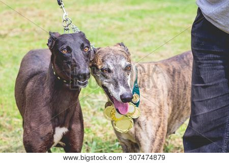 Two Dogs Of Breed The Grayhound  On A Leash Near Their Master