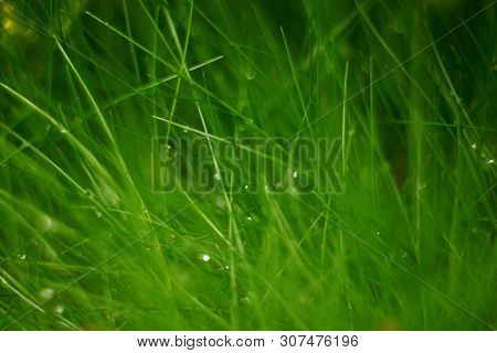 Green Grass In Morning Garden With Water Drops. Soft Macro Vintage Lences Focus. Pure Concept