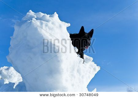 Perro negro sobre blanco nieve