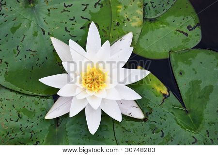 Water lily