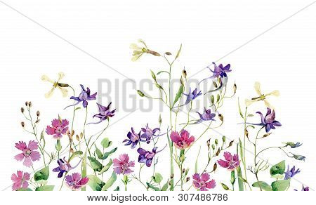 Wild Flowers Carnations Maiden Pink And Blue Flowers On A White Background