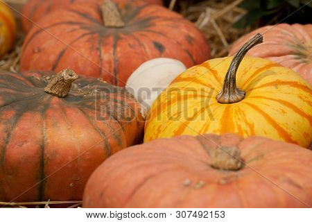 Several Beautiful Mature Pumpkins Of Beautiful Flowers And Textures