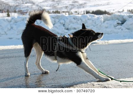 Koira