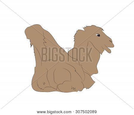 Vector Illustration Of A Camel That Lies, Drawing Color, Vector, White Background