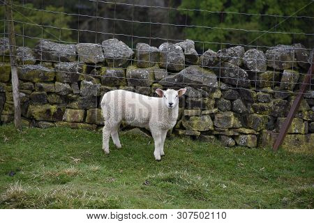 Cute White Swaledale Lamb Standing In A Field.