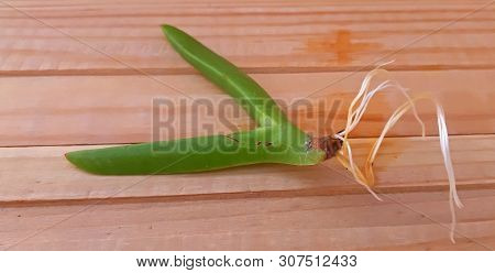 Succulent Plant New Roots, Propagating Succulents Carpobrotus Edulis