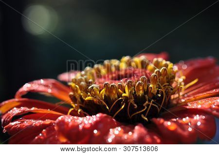 Red Tsiniia (zínnia) Flower Close-up In Water Drops After Rain On A Black Background, Backlit By The