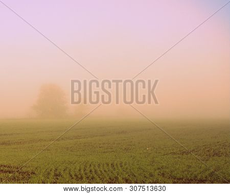 Morning In A Thick Pink-lilac Fog With Poorly Visible Trees In The Background And Young Green Shoots