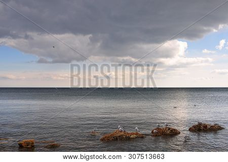 In The Foreground, In Cloudy Weather, Seagulls Are Sitting On Red Stones, Which Protrude From The Se