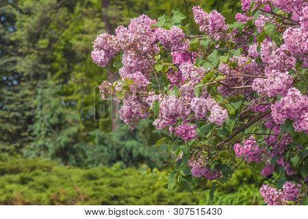 Blooming Lilac. Beautiful Spring Blooming Of Lilac Branches.