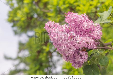 Blooming Lilac. Beautiful Spring Blooming Of Lilac Branches.