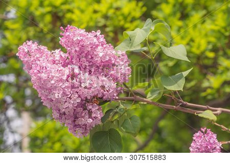 Blooming Lilac. Beautiful Spring Blooming Of Lilac Branches.