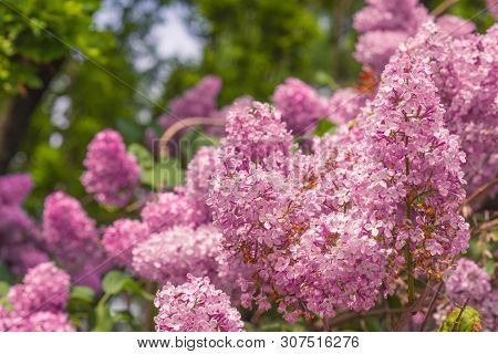Blooming Lilac. Beautiful Spring Blooming Of Lilac Branches.