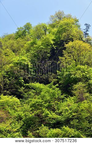 North Korean Scenery. Mountain Forest. Ulim Waterfall Trekking Route