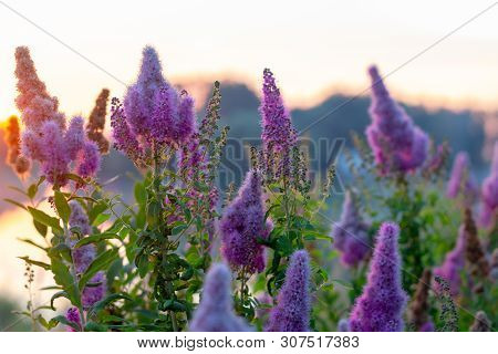 Billards Spirea Blooming Flowers In The Morning Park On The Lake
