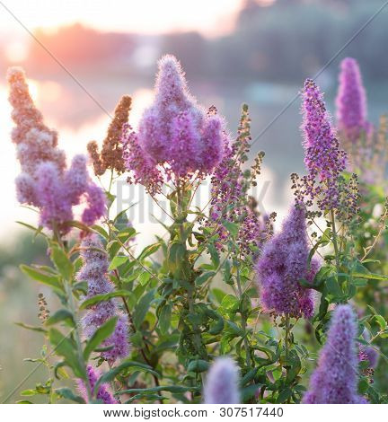 Billards Spirea Blooming Flowers In The Morning Park On The Lake