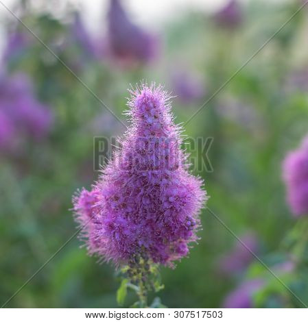 Billards Spirea Blooming Flowers In The Morning Park On The Lake