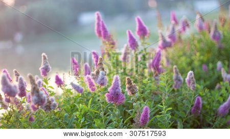 Billards Spirea Blooming Flowers In The Morning Park On The Lake
