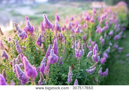 Billards Spirea Blooming Flowers In The Morning Park On The Lake