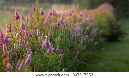 Billards Spirea Blooming Flowers In The Morning Park On The Lake