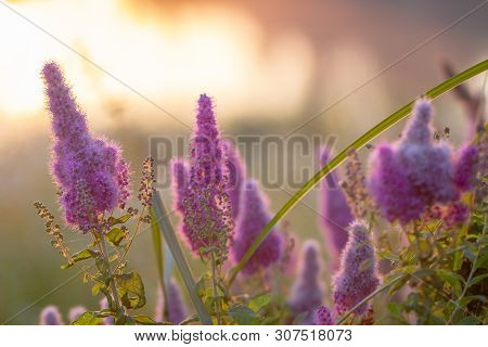 Billards Spirea Blooming Flowers In The Morning Park On The Lake