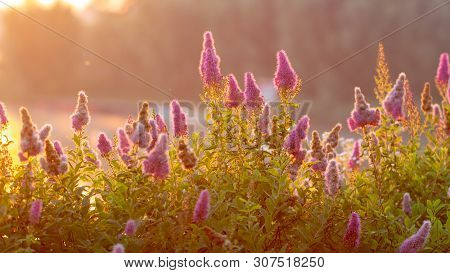 Billards Spirea Blooming Flowers In The Morning Park On The Lake