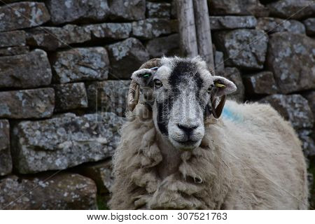 Swaledale Sheep Standing In Front Of A Stone Wall.