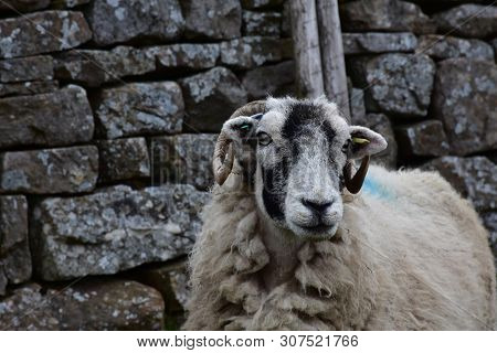 Stone Wall Behind A Swaledale Sheep In England.