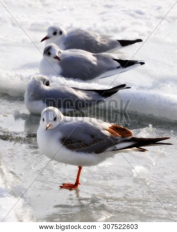 Four Frozen Seagulls Are Standing And Sitting On The Ice In A Row. Icy Black Sea, White Snow.