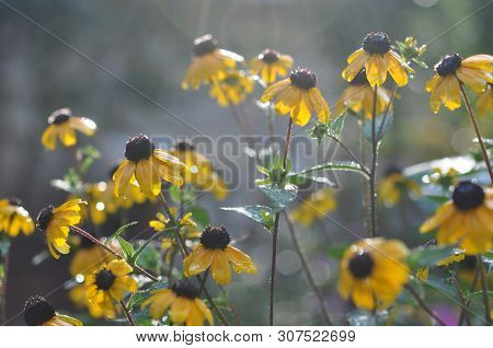 Rudbeckia. Yellow Flowers Varieties Katyushina Eyes In The Sunlight After The Rain, In Droplets In T