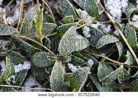 The Green Leaves Of The Periwinkle Plant Under The Frost In Winter.